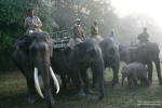 Elephant safari - Tusker